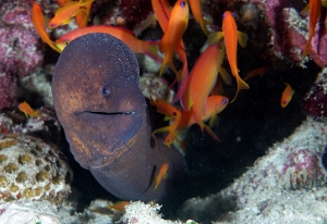 Maldives 2021 - Murene javanaise - Giant morey - Gymnothorax javanicus - DSC00367_rc